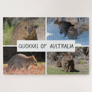 4-in-1 Quokka aus Australien Tier, 1014 Stück Puzzle