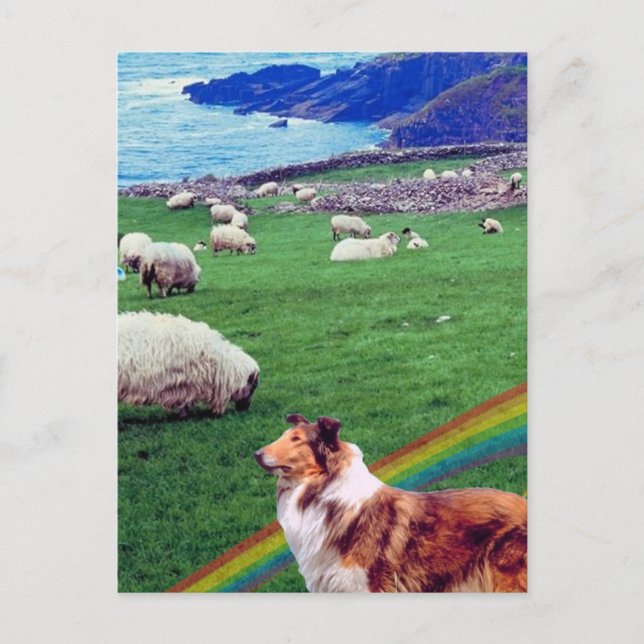 4. Irland Küste, Collie & Flock Schafe #2 Postkarte (Vorderseite)