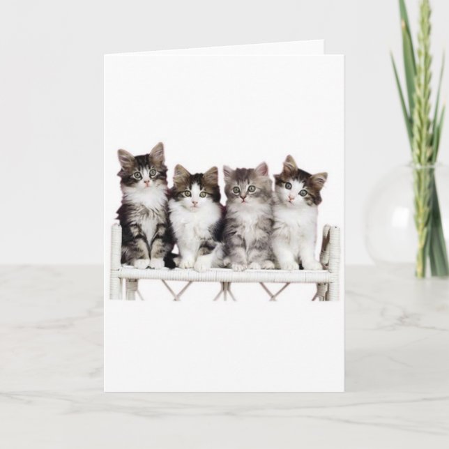 4 Kätzchen auf einer Bank Karte (Vorderseite)