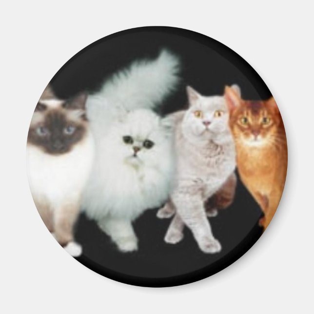 4 Katzen Magnet (Vorne)