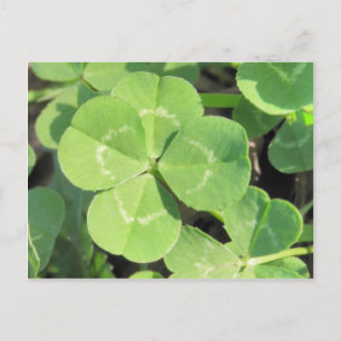 4 Leaf Clover Good Luck Charm Postkarte