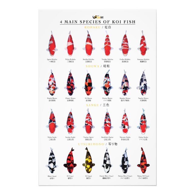 4 main species of koi fish fotodruck (Vorne)