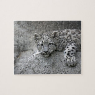 4 Monate altes Schneeleopardenjunges liegt über ei Puzzle