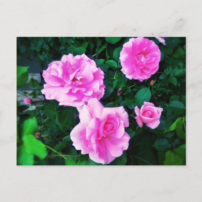 4 ROSE POSTCARD POSTKARTE (Vorderseite)