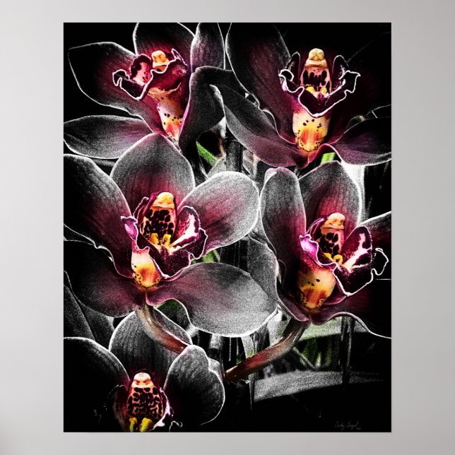 4 x 5 Verhältnis Schwarz Orchid Print Img5459 Poster (Vorne)