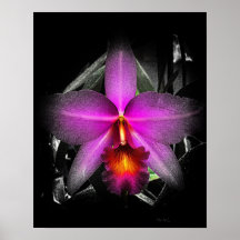 4x5 Verhältnis Schwarz Orchid Print Img5506