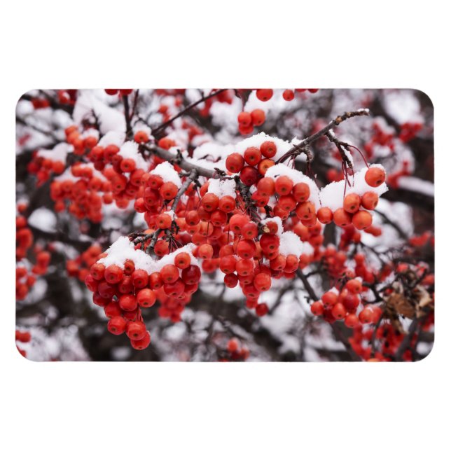 4x6 Flachbildschirm Magnet (Horizontal)