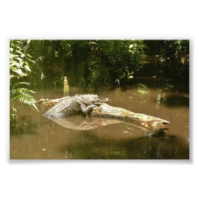 4x6-Foto-Alligator Fotodruck (Vorne)