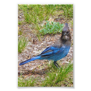 4x6 Foto blaue Jay