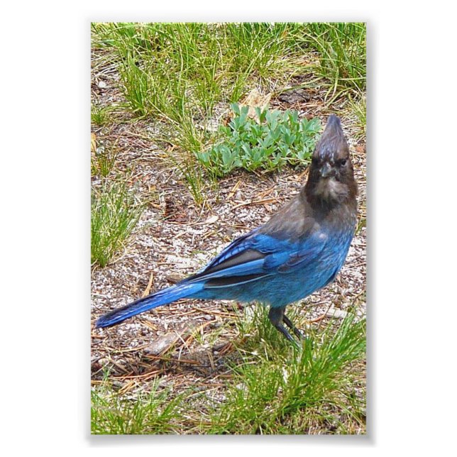 4x6 Foto blaue Jay (Vorne)