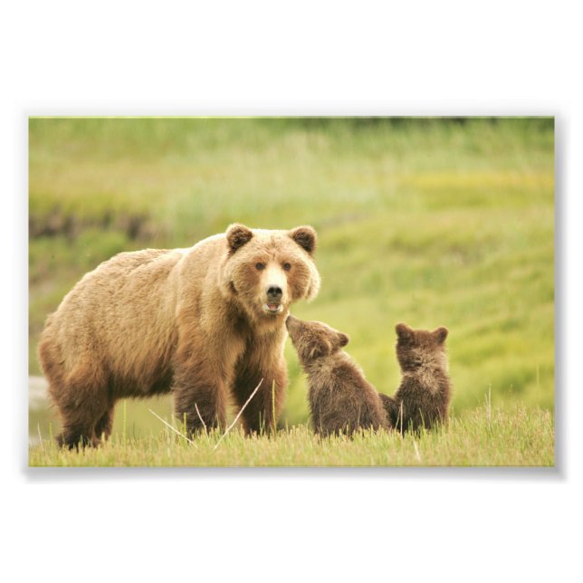 4x6 Foto Grizzlybär (Vorne)