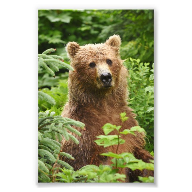 4x6 Foto Grizzlybär (Vorne)