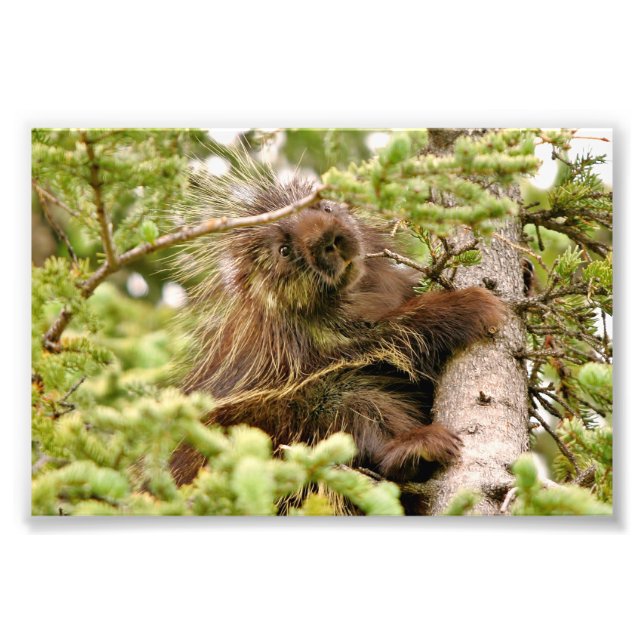 4x6 Foto porcupine (Vorne)