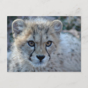 4x6 Gepard Postkarte