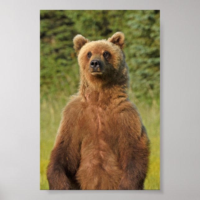 4x6 Plakatpapier (Matte) aus Grizzlybär Poster (Vorne)