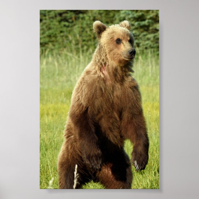 4x6 Plakatpapier (Matte) aus Grizzlybär Poster (Vorne)