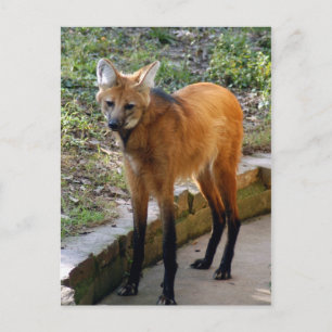 4x6 Postkartenvorlage Postkarte