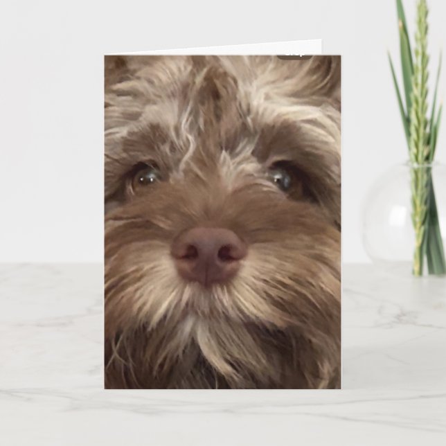 *50. GEBURTSTAG SPASS AUS COCKAPOO" KARTE (Vorderseite)