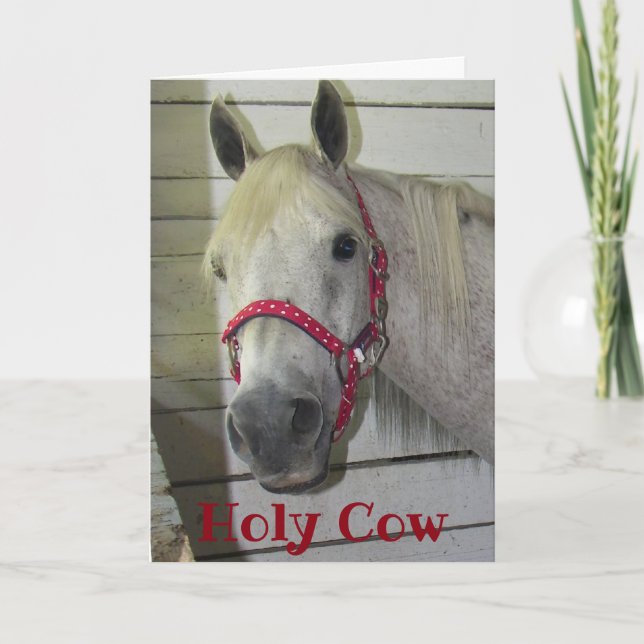 ***50.*** HOLY COW YOUNG FILLY FAPPY BIRTHDAY KARTE (Vorderseite)