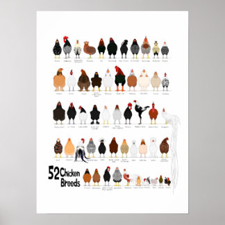 52 Geflügelpestrassen Poster