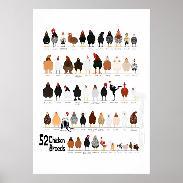 52 Geflügelpestrassen Poster (Vorne)