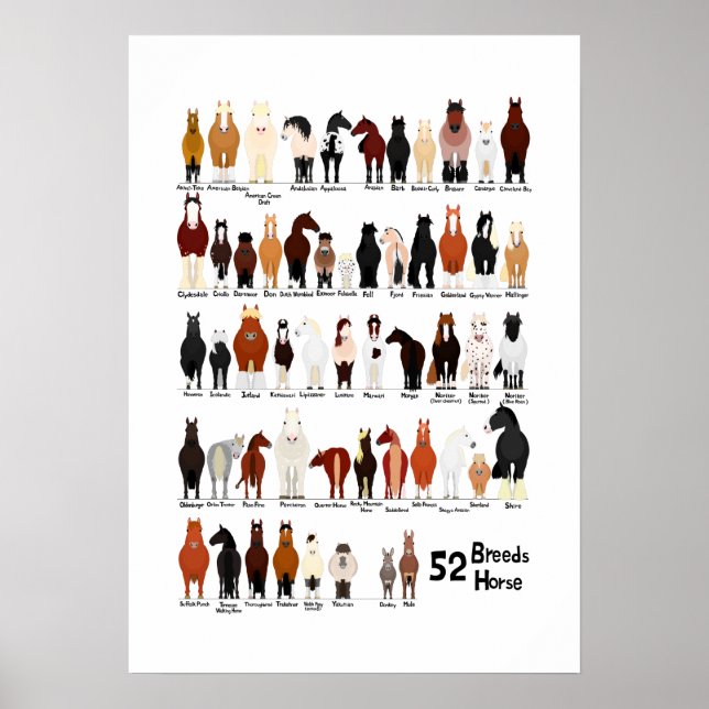 52 Pferderassen-Diagramm Poster (Vorne)