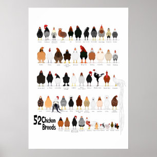 52 Rassen von Hühnern Poster