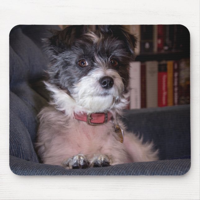 5328-Merry Anna der Papijack Hund Mousepad (Vorne)