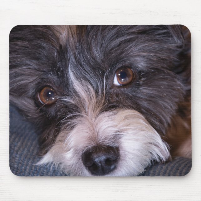 5402-Merry Anna der Papijack Hund Mousepad (Vorne)