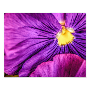 5884-Lila Pansy Fotodruck
