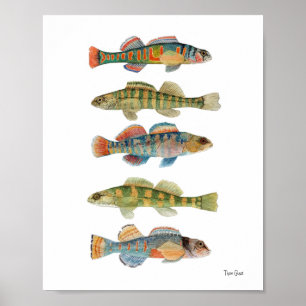 5 Freshwater Darters Poster