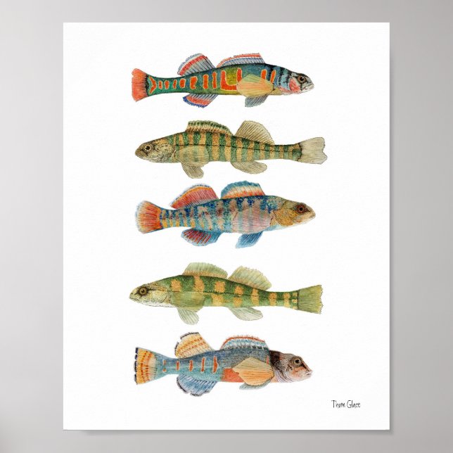 5 Freshwater Darters Poster (Vorne)