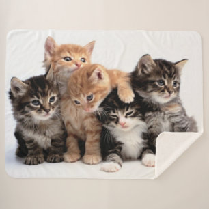 5 KLEINE KITTEN SHERPADECKE