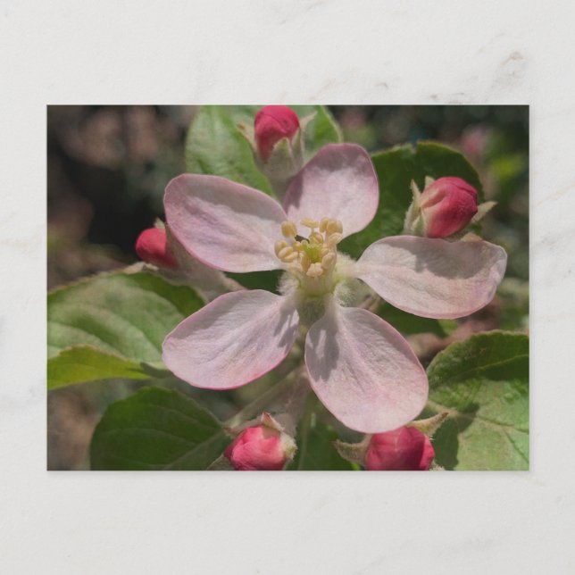 5-Sterne-Apple-Blossom-Foto Postkarte (Vorderseite)