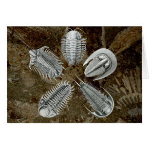 5 Trilobites Karte