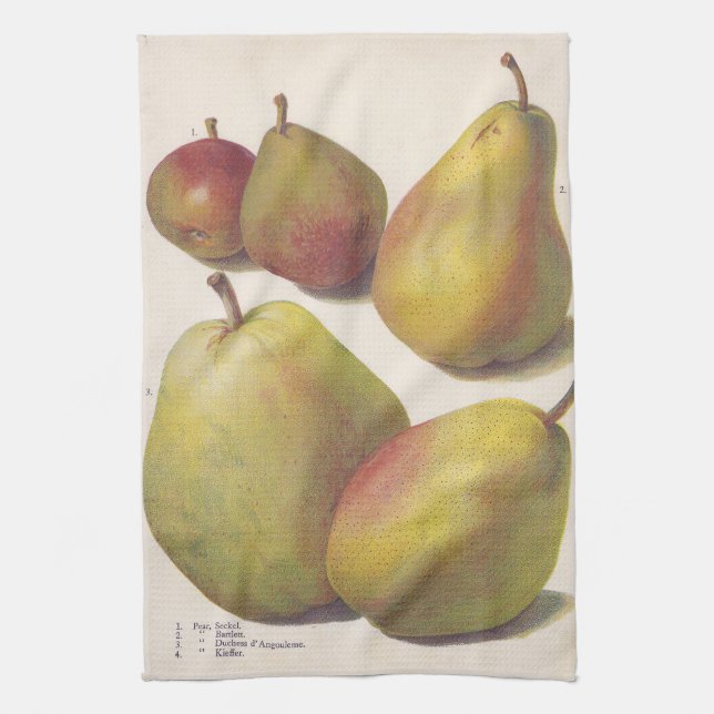 5 Vintage Birnen illustriert Küchentuch (Vertikal)