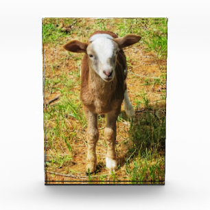 5"x7" Acrylblock    Scout Lambie Fotoblock