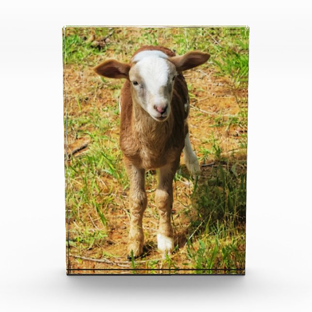 5"x7" Acrylblock || Scout Lambie Fotoblock (Vorderseite)