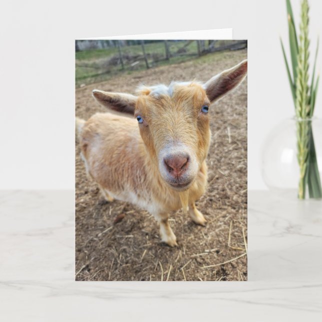 5"x7" Faltkarte | Ginger Karte (Vorderseite)