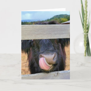 5"x7" Faltkarte Scottish Highland Cow Karte