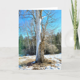 5"x7" Faltkarte | Sunny Cottonwood Karte