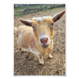 5"x7"-Foto drucken   Ginger Fotodruck