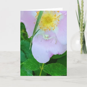 5"x7" Klappkarte   Smilin"bei Ihnen Karte