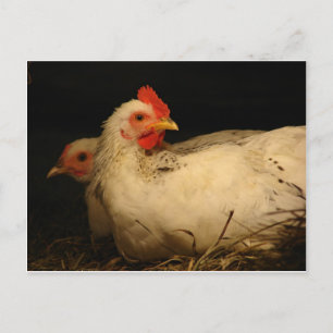 5 Zehen und Überleben Postkarte