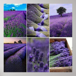 60.96x60.96cm Lavendel zu postieren (matt) Poster