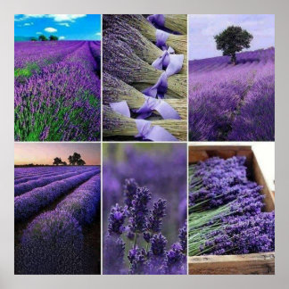 60.96x60.96cm Lavendel zu postieren (matt) Poster