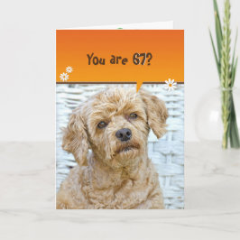 67. Geburtstag braunes Poodle auf Weide Karte
