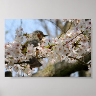 6×4 Kirschblüten-Vögelchen Jeju-Insel Südkorea Poster