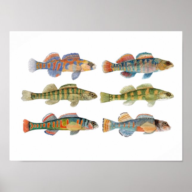 6 Darter Species Freshwater Poster (Vorne)