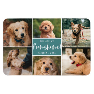 6 Foto von Collage You Are My Funshine   Teal Pet Magnet